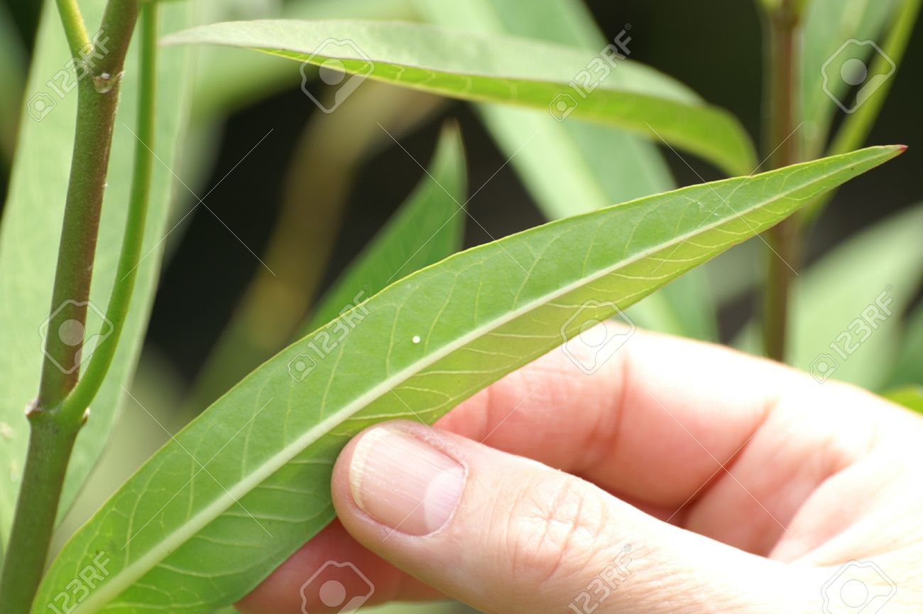 A Monarch Butterfly Egg Laid On A Milkweed Plant
