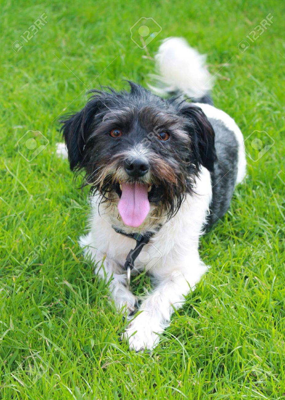 small terrier cross