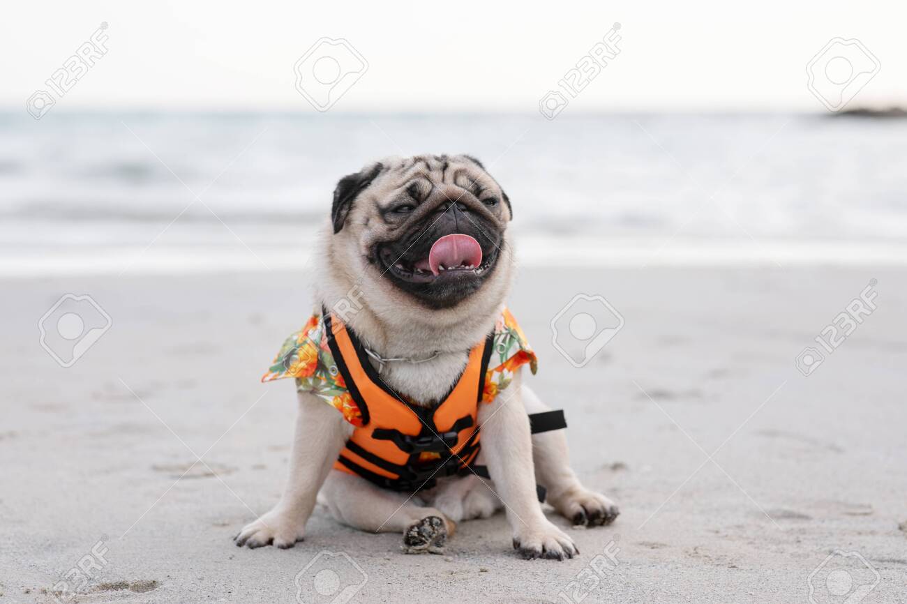 pug life vest