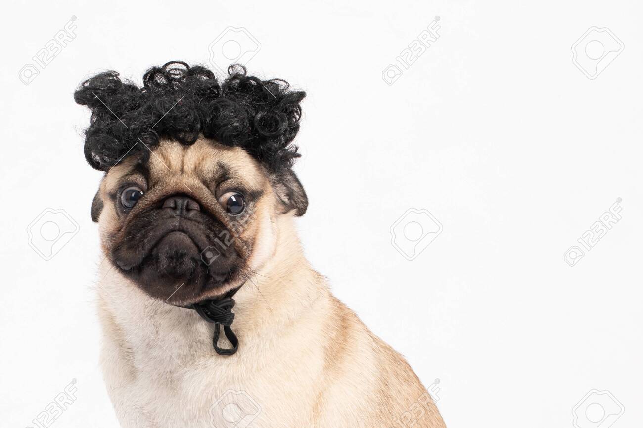 pug hair
