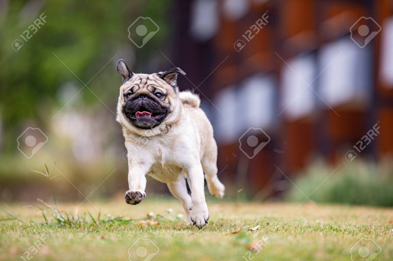 Pug Dog Running On Green Grass With Happiness And Having Fun