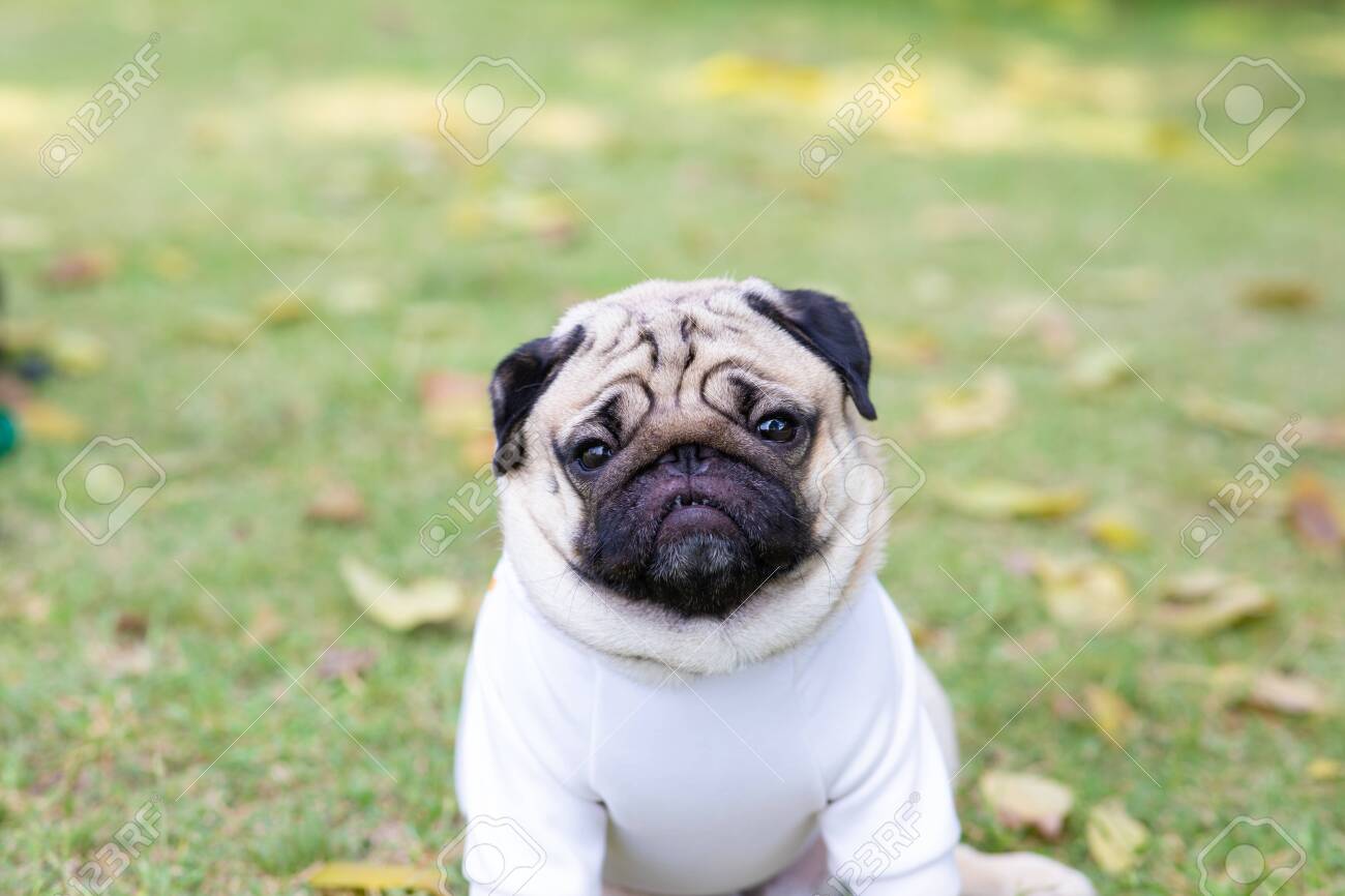 pug dog