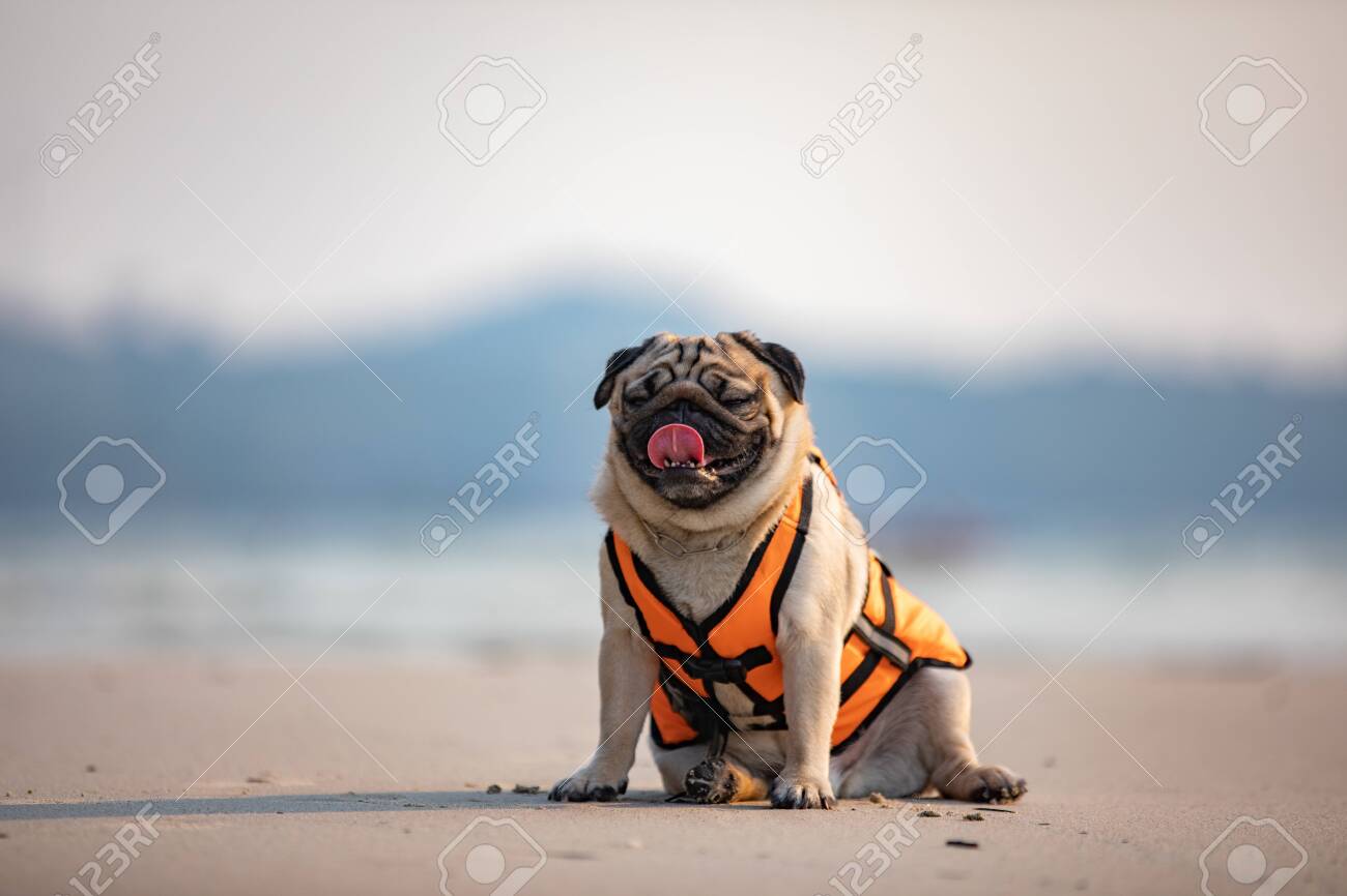 pug in a life jacket