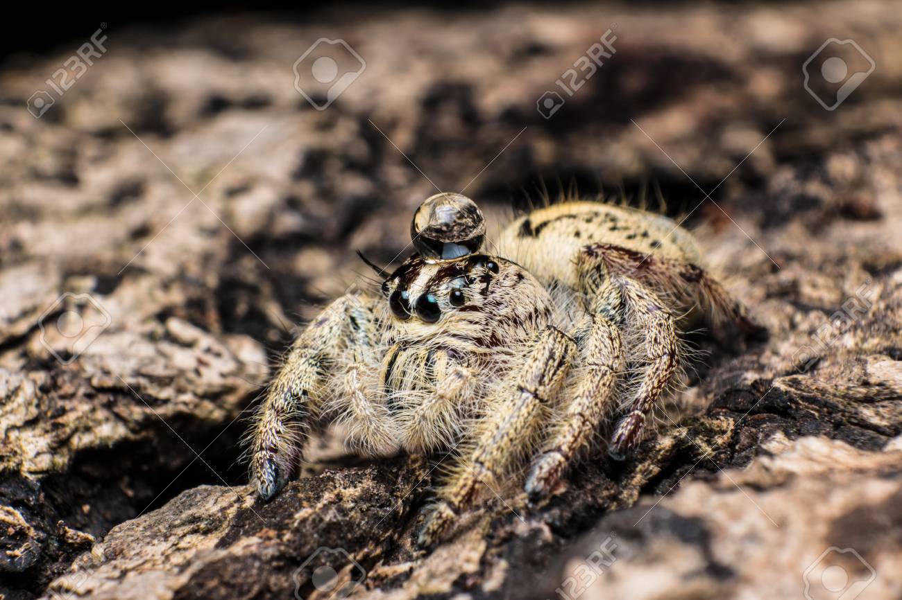 Water Drop On Head Jumping Spider Hyllus On A Dry Bark,extreme Close Up,  Spider In Thailand Stock Photo, Picture and Royalty Free Image. Image  85438835., image size:1300x866