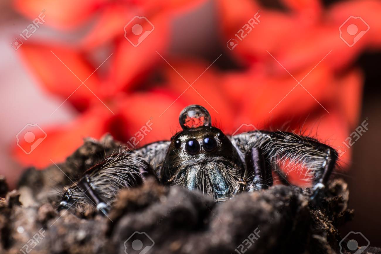 Water Drop On Head Black Jumping Spider Hyllus On Dry Bark Red Flower  Background, Extreme Close Up, Spider In Thailand Stock Photo, Picture and  Royalty Free Image. Image 85438808., image size:1300x866