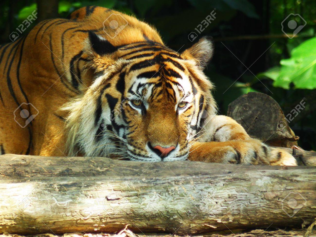 etiam-dictum-ipsum-a-felis