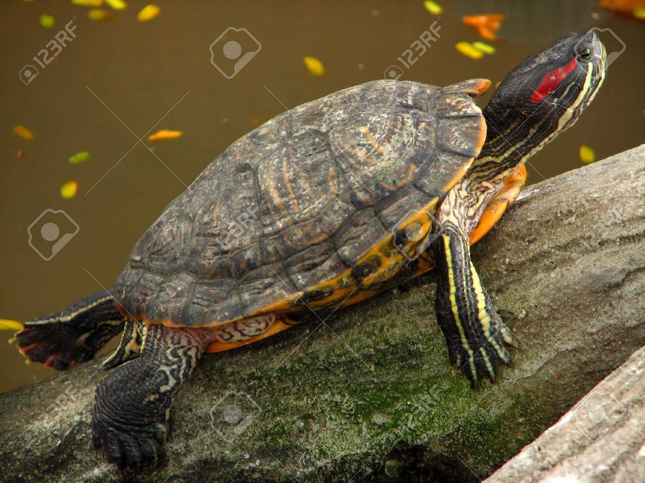 マニラ動物園で好奇心の新鮮な水カメ の写真素材 画像素材 Image