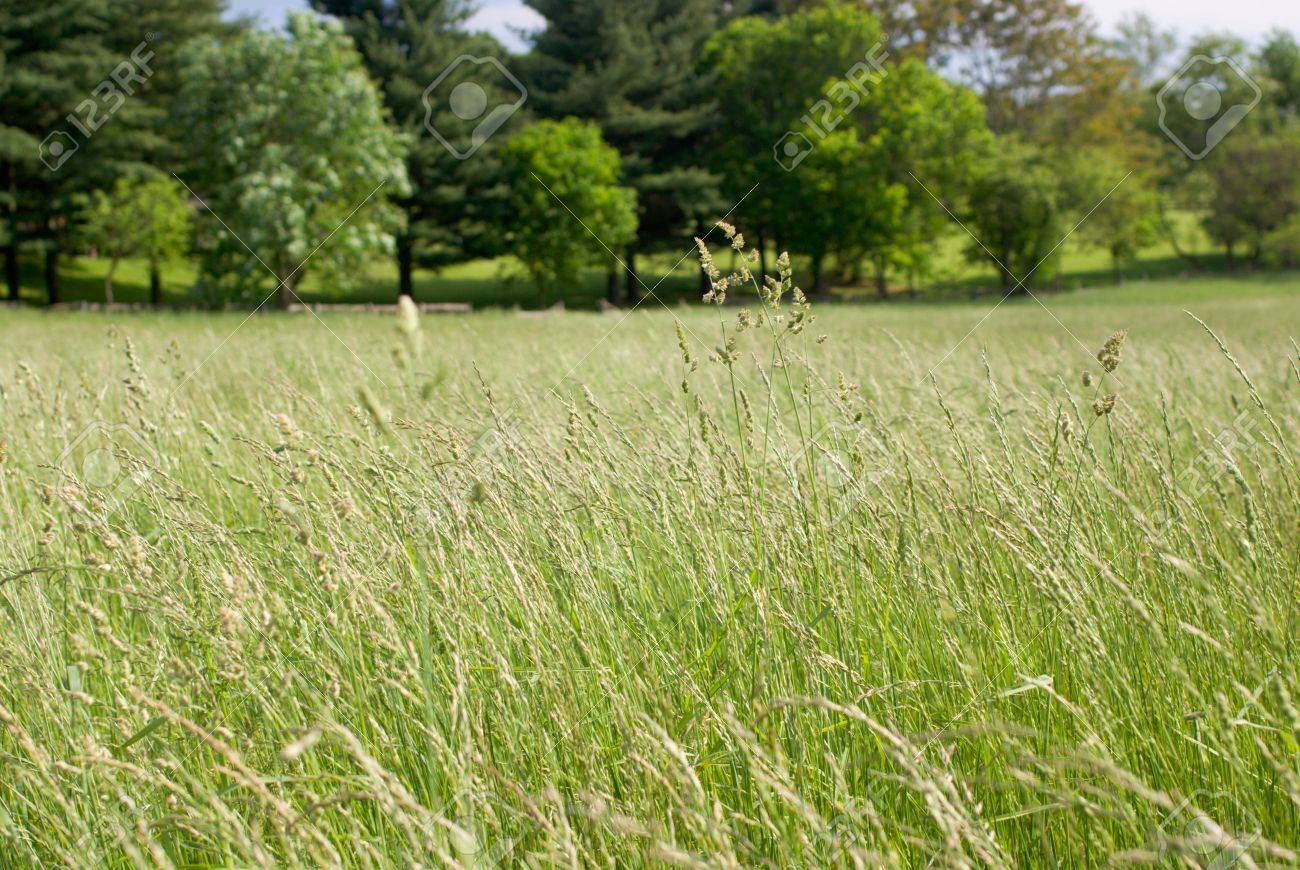 Tall Grass Meadow With Trees In 
