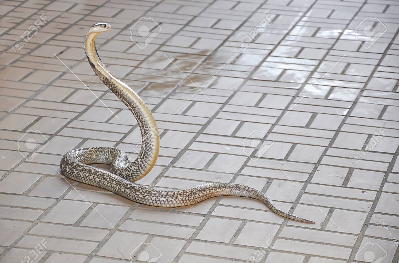 King Cobra At The Snake Farm Or Queen Saowapha Memorial Institute