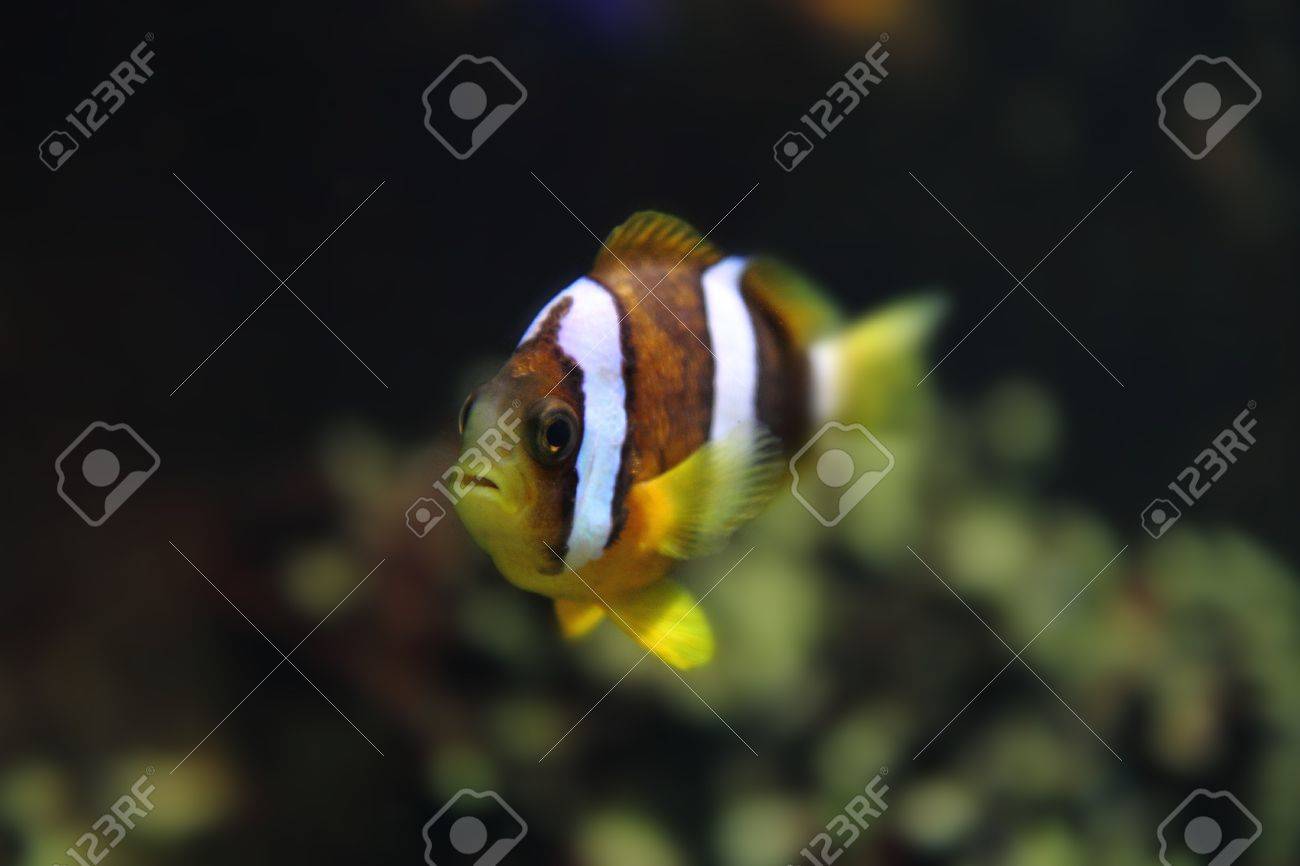 color clown fish in the aquarium background stock photo picture and
