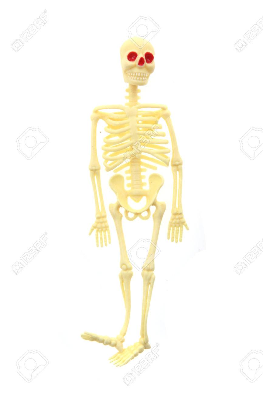 human skeleton toy