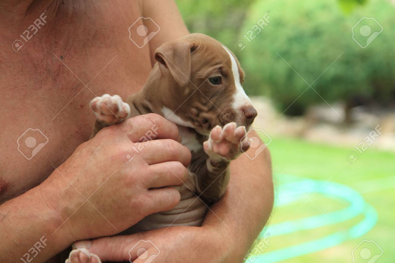 small pitbull terrier