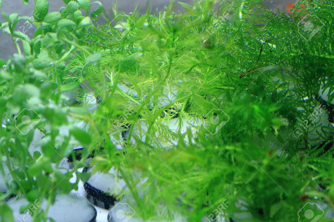 background aquarium plants