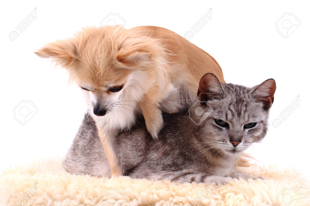 猫とチワワが休んでいる白い背景に分離 の写真素材 画像素材 Image