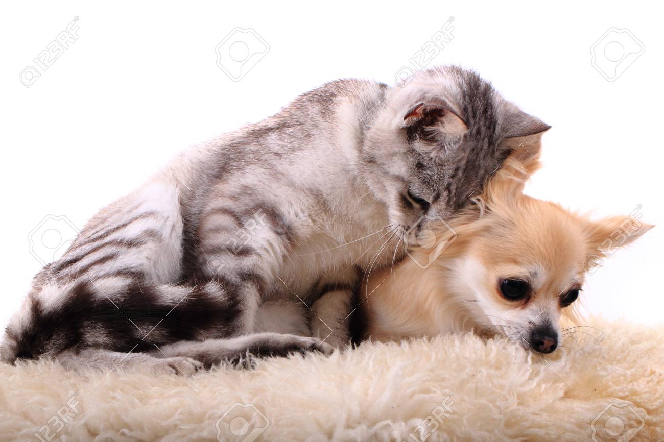 猫とチワワが休んでいる白い背景に分離 の写真素材 画像素材 Image