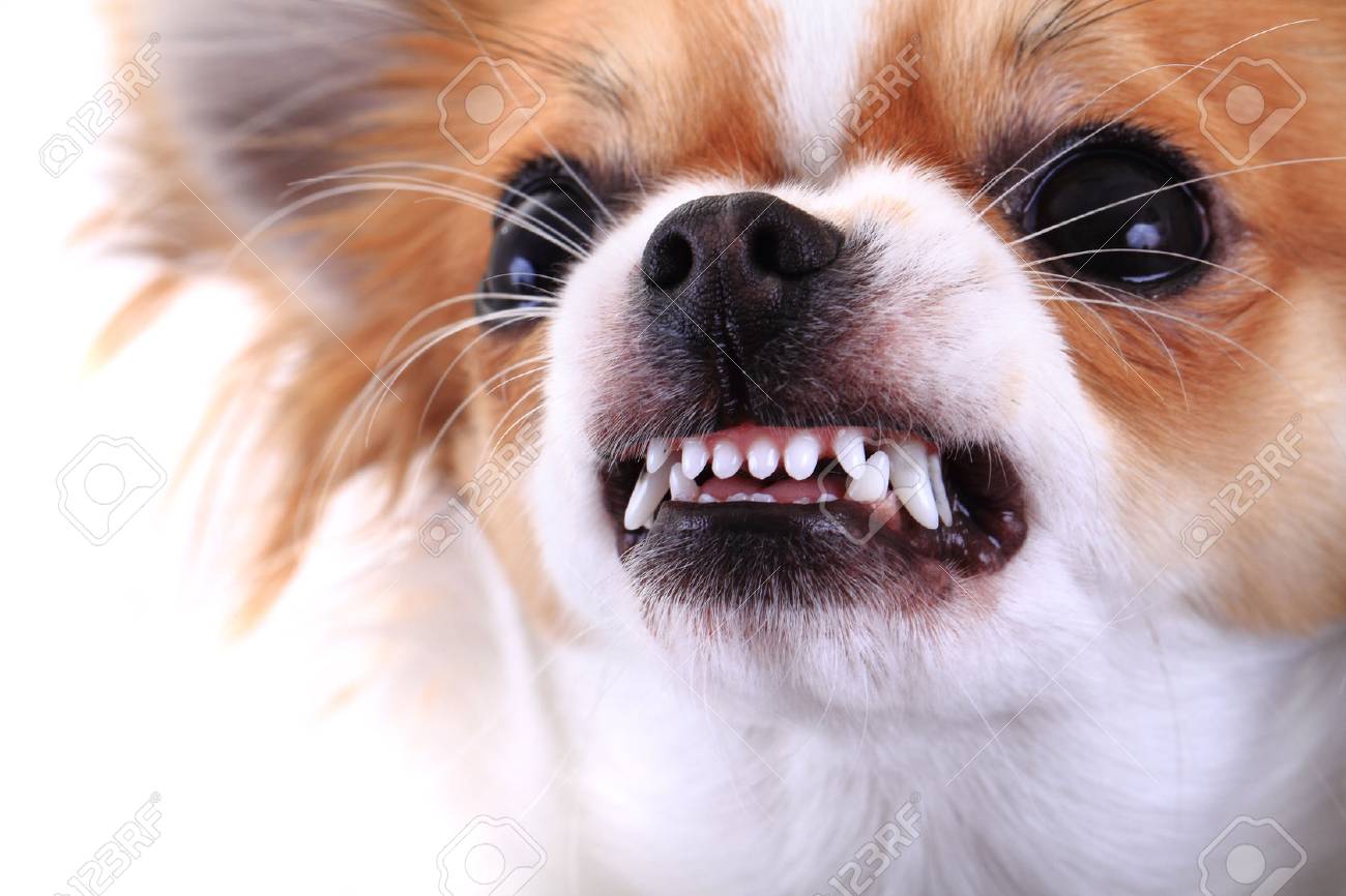 Dangerous Chihuahua Face Isolated On The White Background Stock Photo Picture And Royalty Free Image Image