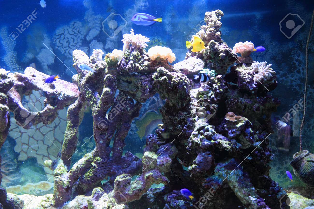coral reef aquarium animated