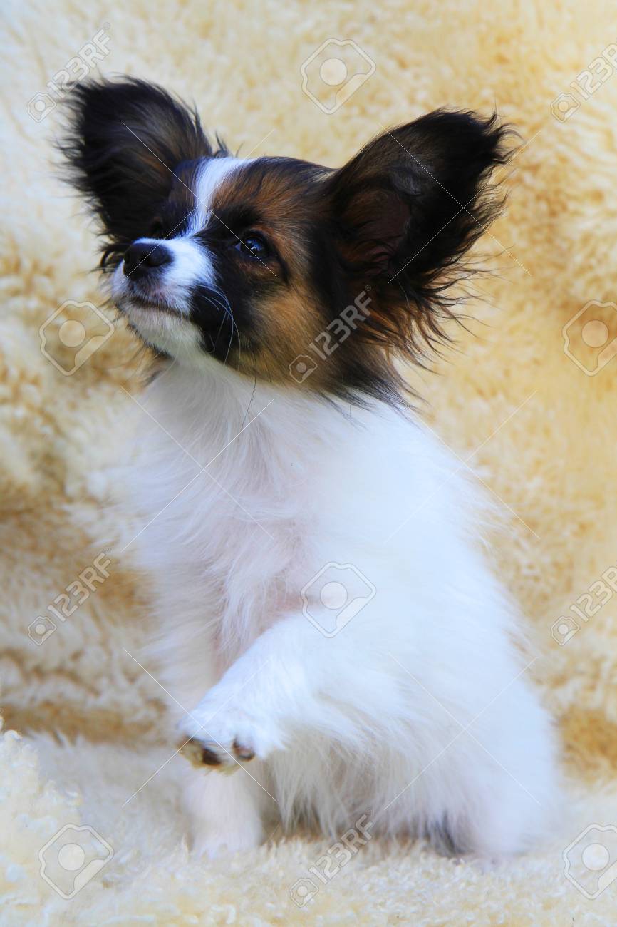 small papillon