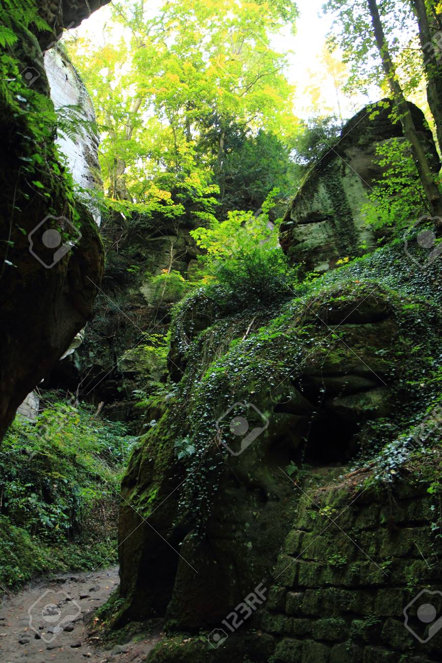 素敵な自然の背景として緑の森の岩 の写真素材 画像素材 Image 1062