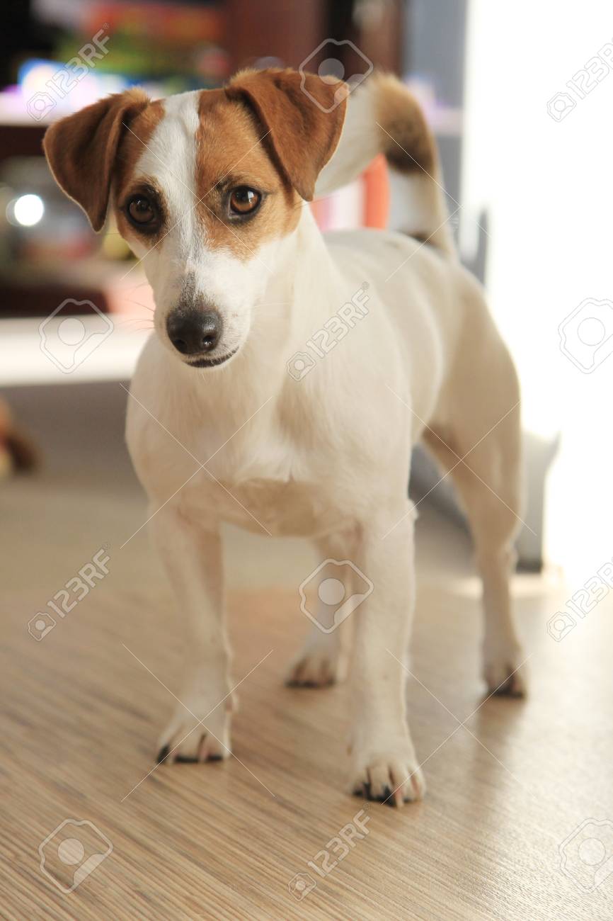 most popular small dog breeds