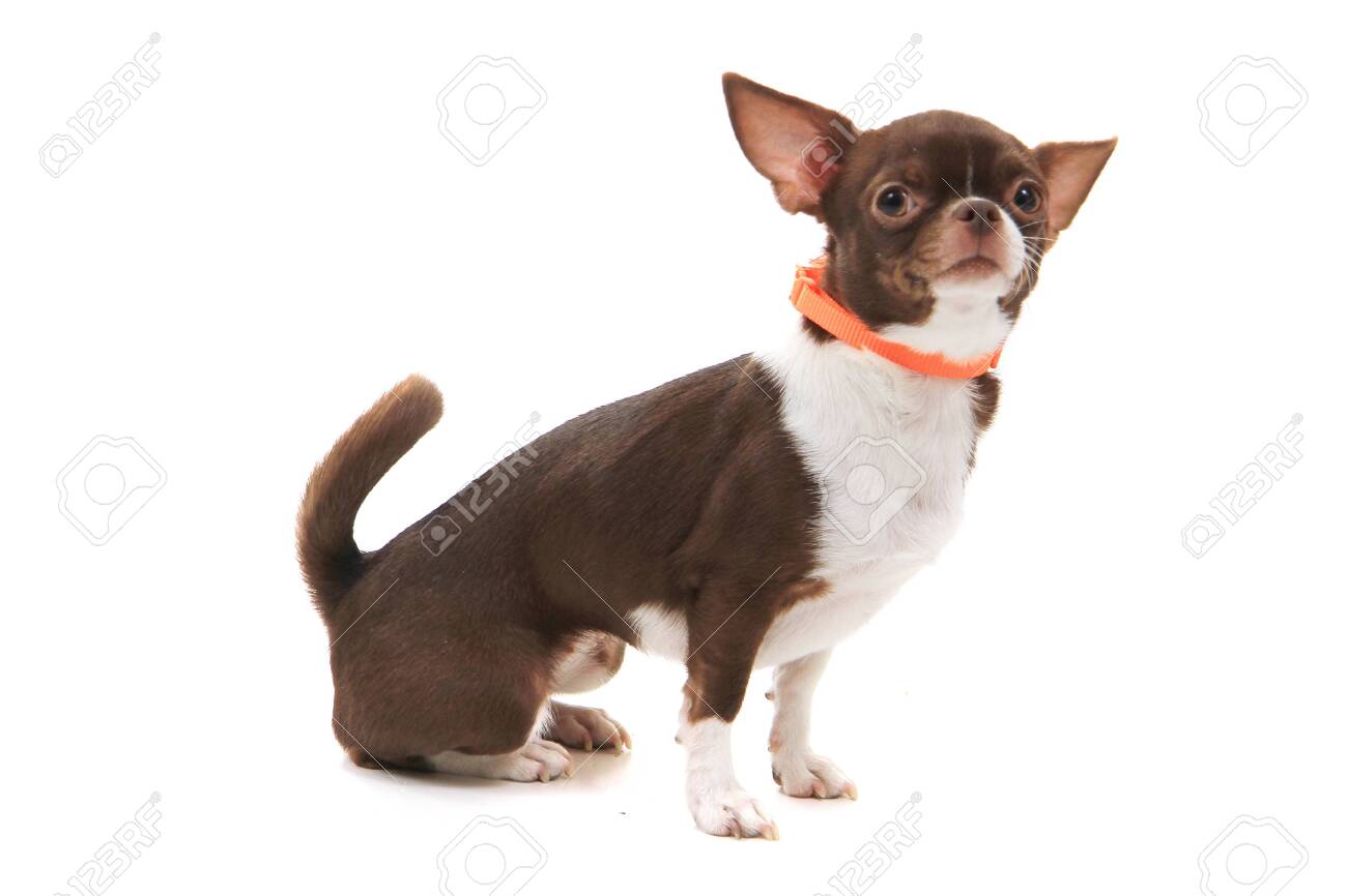 Brown Short Hair Chihuahua Isolated On The White Background Stock