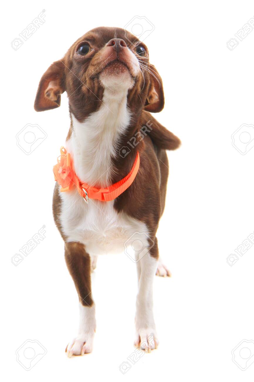 Brown Short Hair Chihuahua Isolated On The White Background Stock