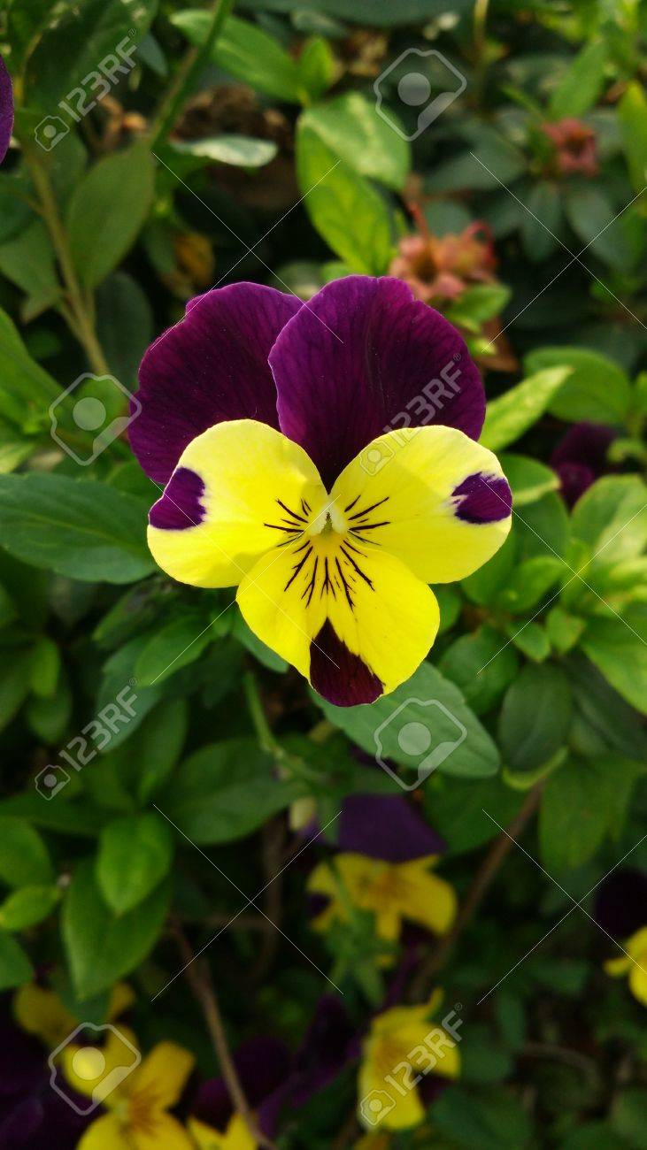 etiam-dictum-ipsum-a-felis