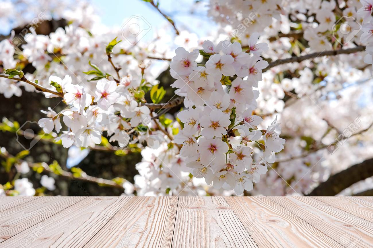 Empty Wood Table With Beautiful Pink Cherry Blossom Flower