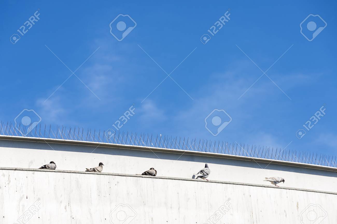 Five doves resting on a wall under some anti-pigeon spikes in Barcelona, Catalonia, Spain - 53911051 Five doves resting on a wall under some anti-pigeon spikes in Barcelona, Catalonia, Spain - 53911051