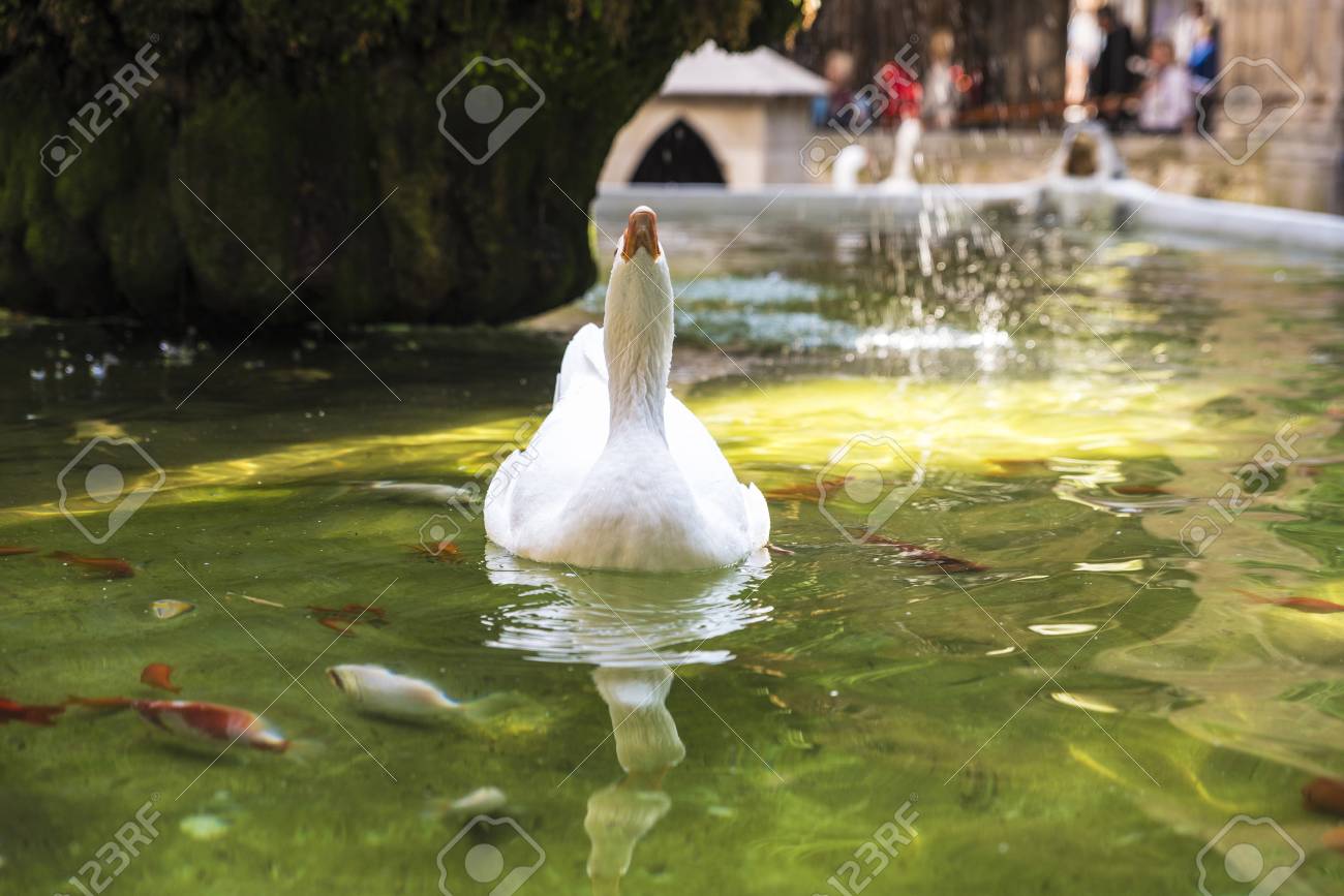 大聖堂のバルセロナ カタルーニャ スペインのクロイスターの池の白いガチョウ の写真素材 画像素材 Image 大聖堂のバルセロナ カタルーニャ スペインのクロイスターの池の白いガチョウ の写真素材 画像素材 Image