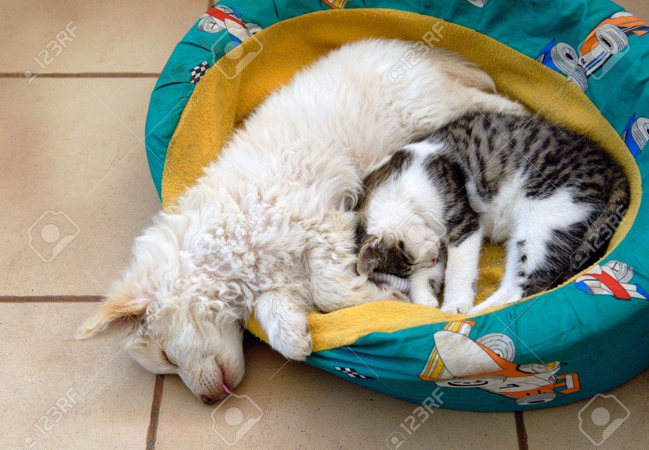 sharing bed with cat