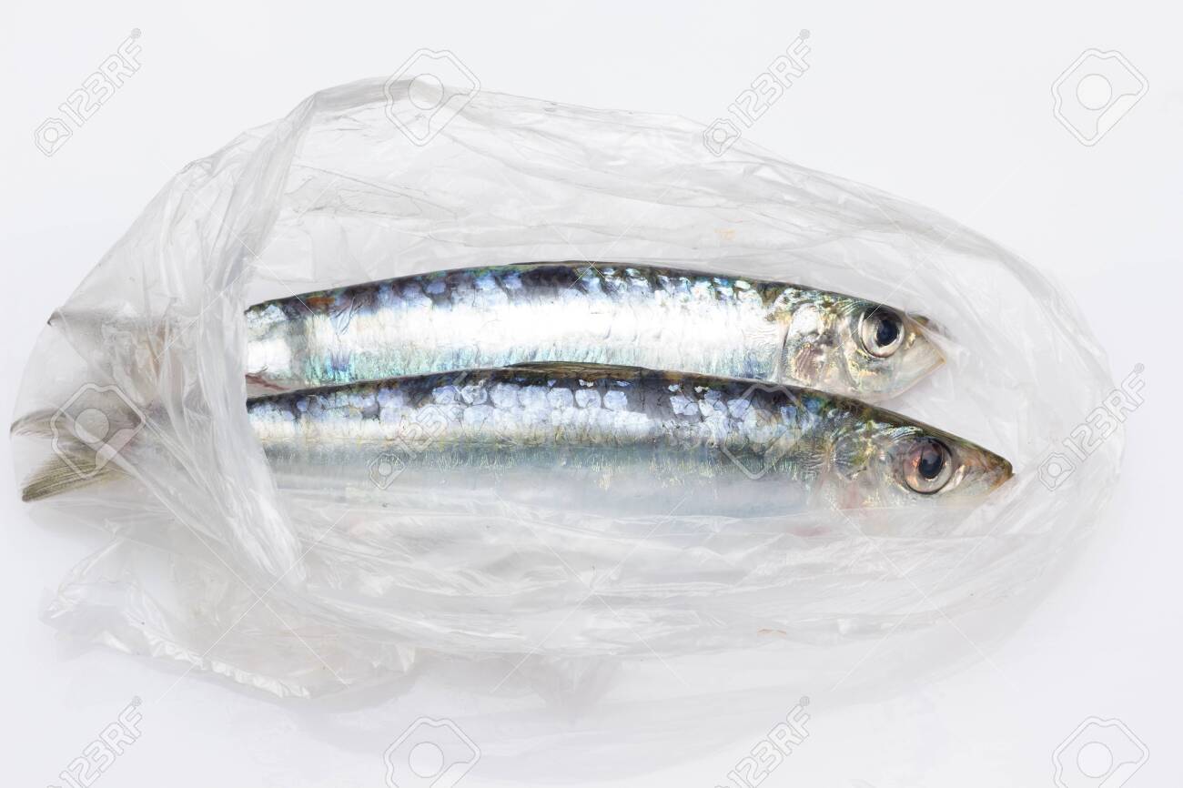 Sardine is a fish that is easily found in fishmongers, it is usually fished in the Mediterranean Sea and is common in the Mediterranean diet, healthy and full of Omega - 148436096 Sardine is a fish that is easily found in fishmongers, it is usually fished in the Mediterranean Sea and is common in the Mediterranean diet, healthy and full of Omega - 148436096