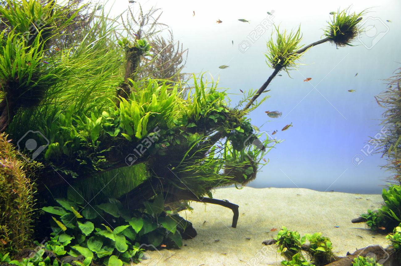 Resultado de imagen de les fosses del silenci,la memoria de los desaparecidos del franquismo diario de ibiza