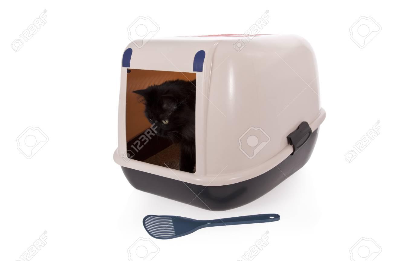 closed litter box