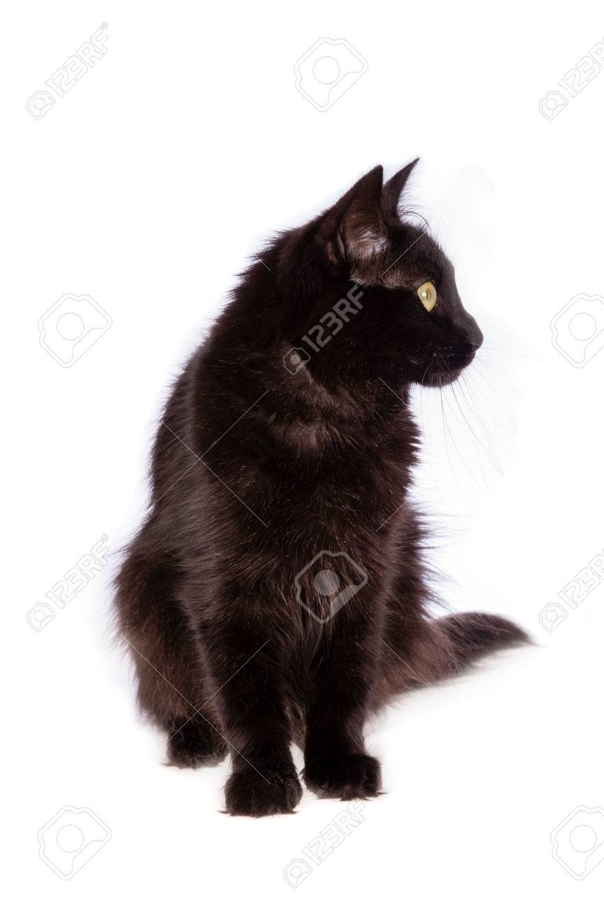 Angora Turc Chat Noir Avec De Longs Cheveux A La Recherche Du Cote Isole Sur Fond Blanc Banque D Images Et Photos Libres De Droits Image