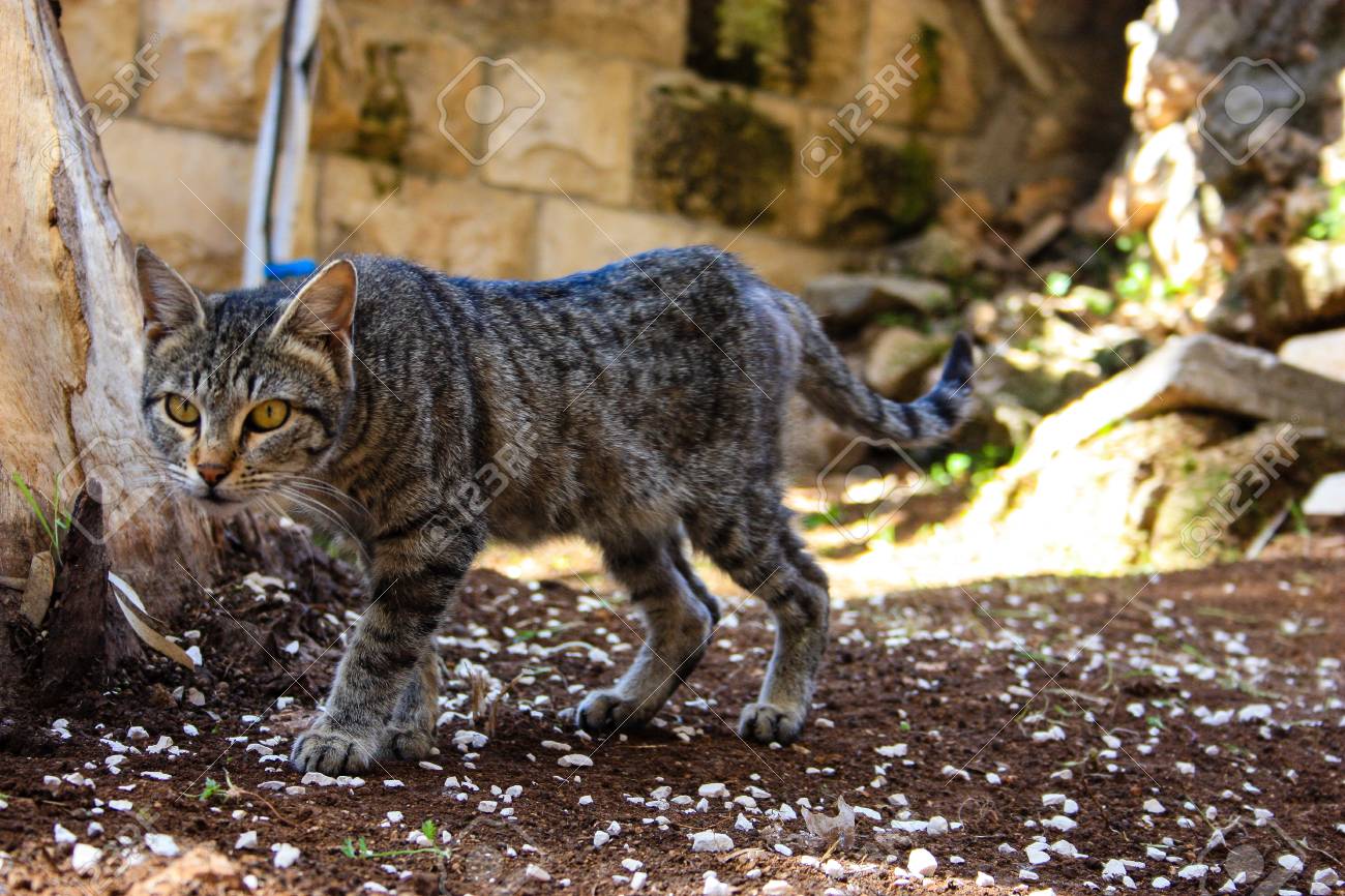 etiam-dictum-ipsum-a-felis