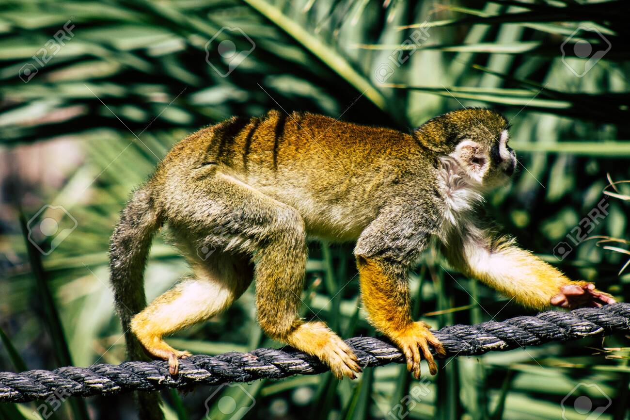 etiam-dictum-ipsum-a-felis