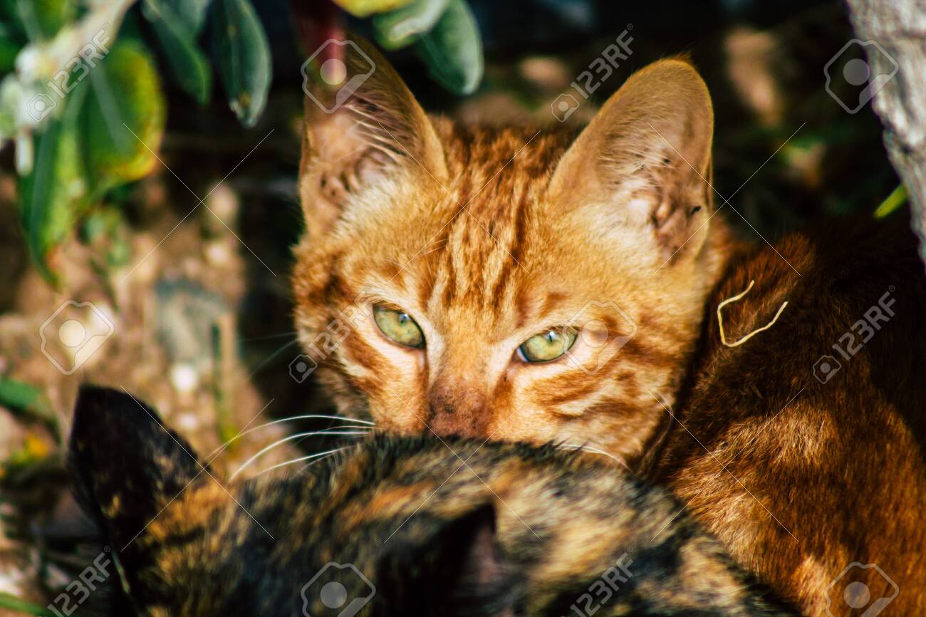 25年必买！中华田园猫幼宠避坑指南｜虎斑白底黑纹超霸气小奶猫种草-猫咪-淘宝好物网, image size:1300x866