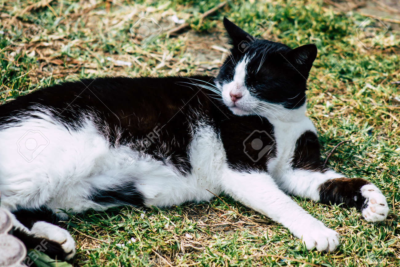 etiam-dictum-ipsum-a-felis