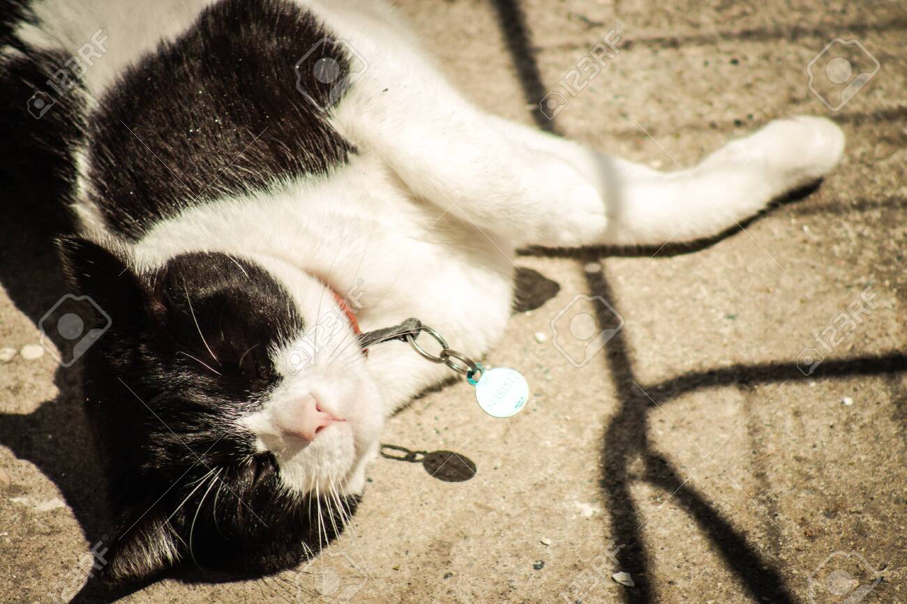 etiam-dictum-ipsum-a-felis