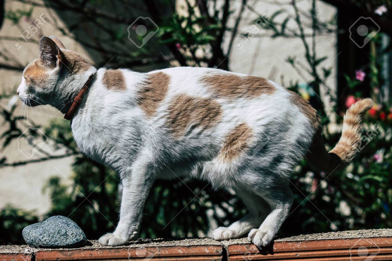 etiam-dictum-ipsum-a-felis