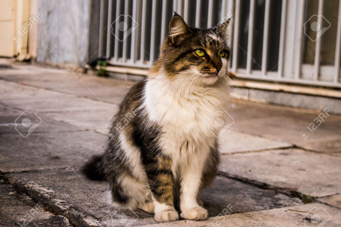 etiam-dictum-ipsum-a-felis