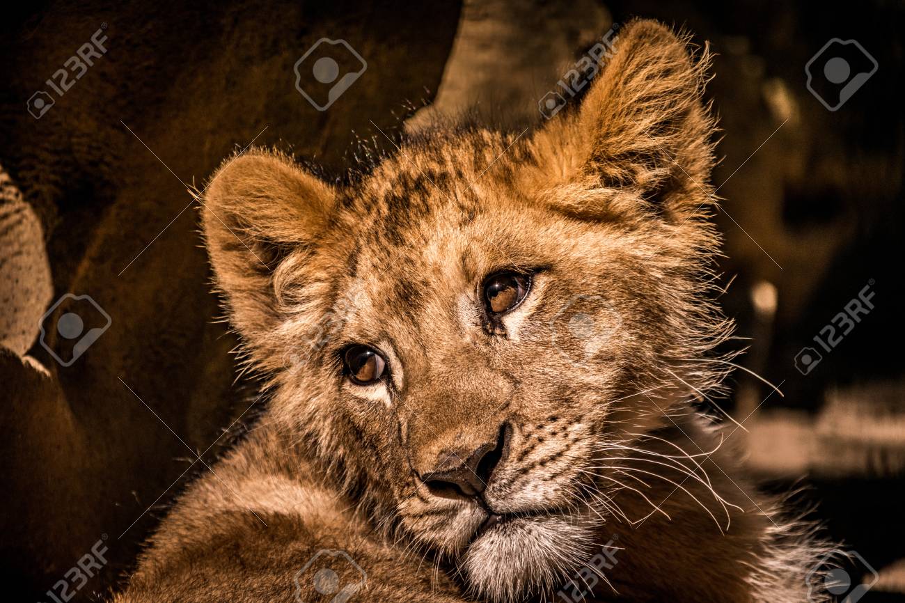 etiam-dictum-ipsum-a-felis