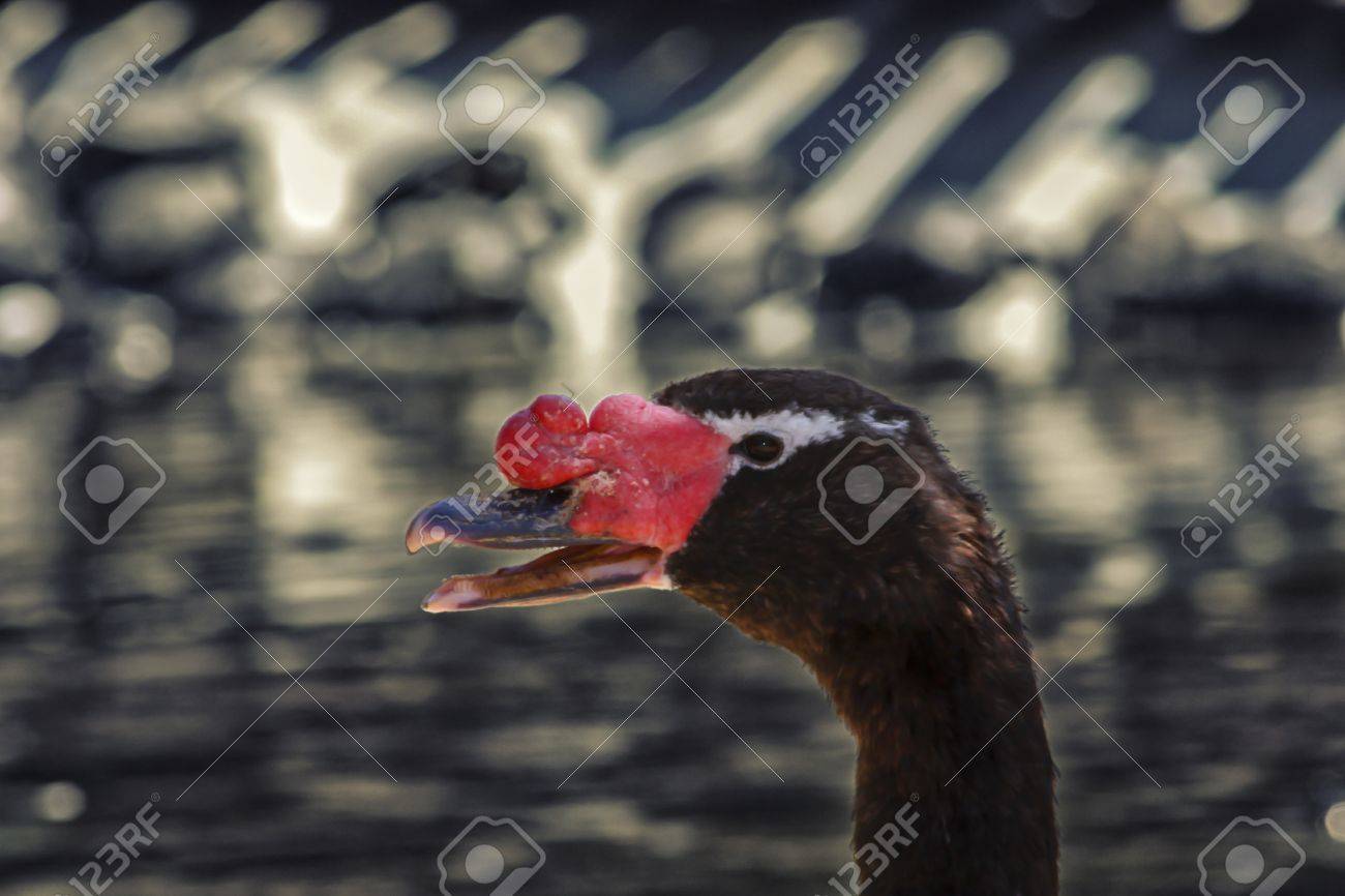 鴨茶色 赤い鼻の頭のクローズ アップ の写真素材 画像素材 Image