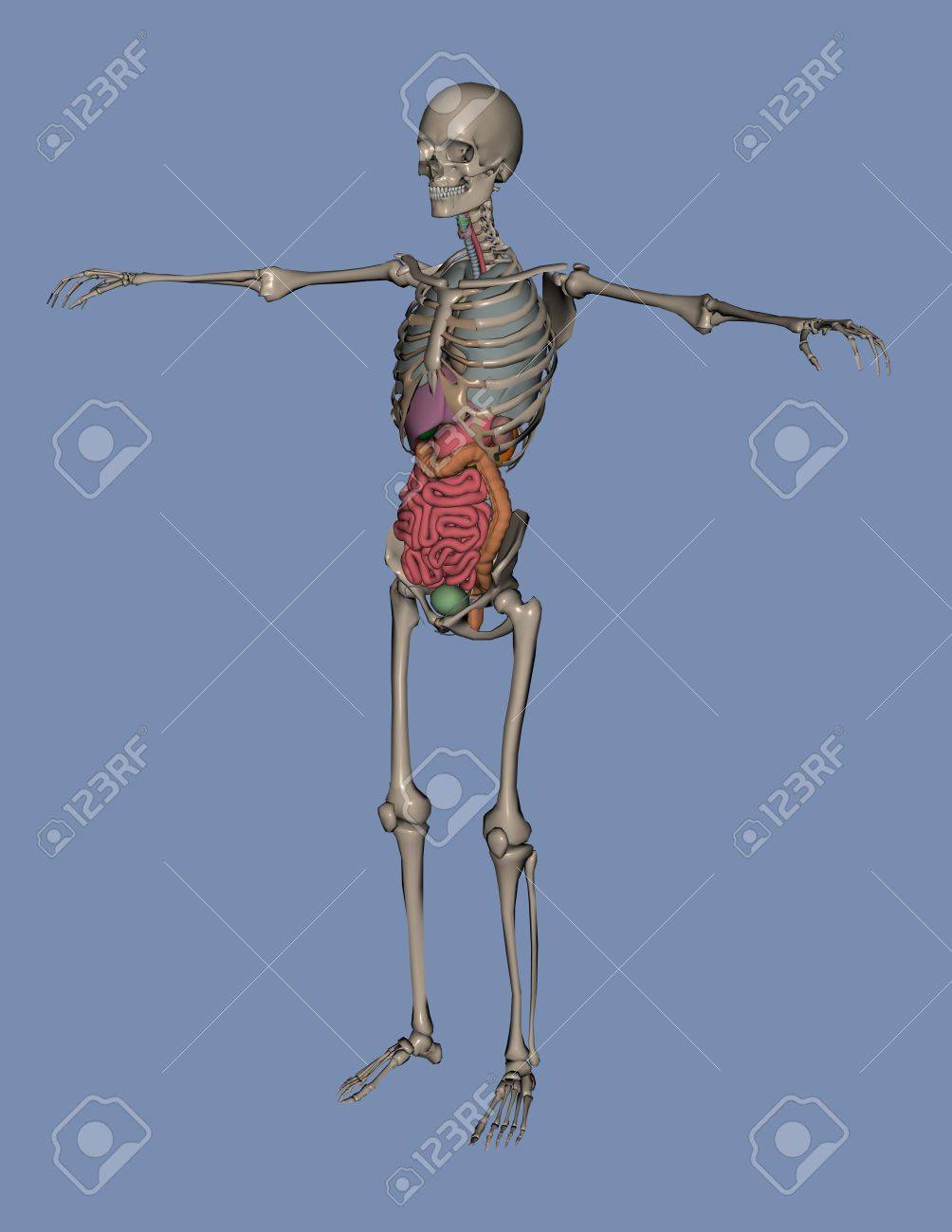 3d of a human skeleton with organs large intestine and small