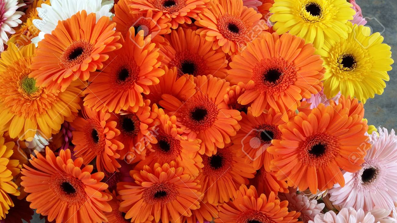 Colecao De Gerbera Laranja Plantacao De Flores Fotos Retratos Imagenes Y Fotografia De Archivo Libres De Derecho Image 79539542