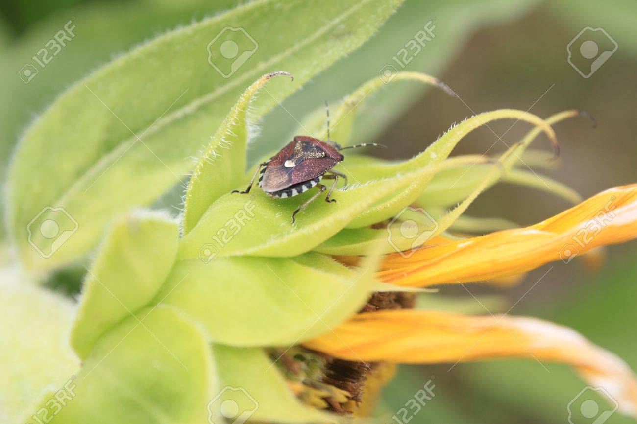 ひまわりの上の虫 の写真素材 画像素材 Image ひまわりの上の虫 の写真素材 画像素材 Image