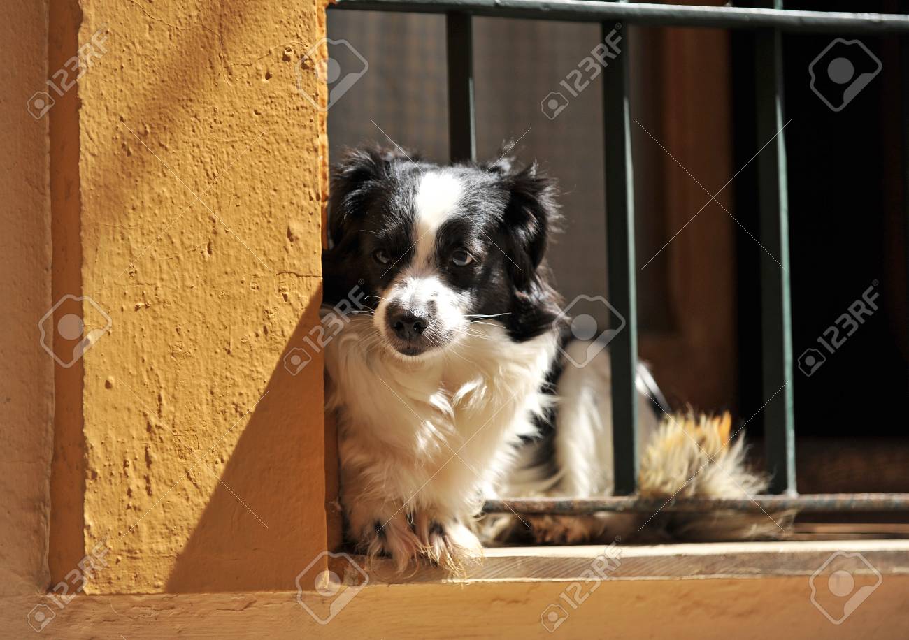 Petit Chien Assis Sur La Fenêtre De La Maison Espagne