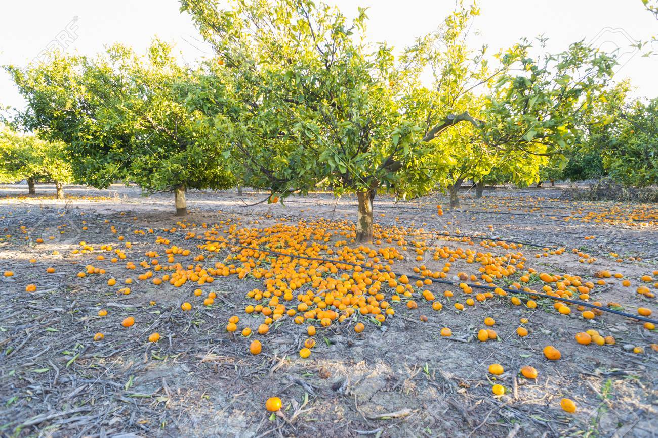 オレンジ畑 の写真素材 画像素材 Image