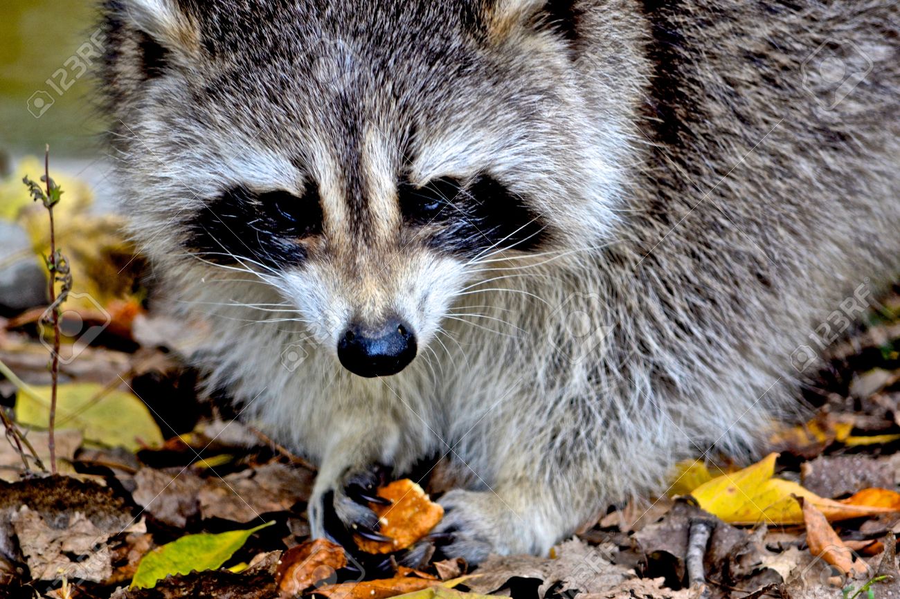 Raccoon Eating - 1300x866 - jpeg Raccoon Eating